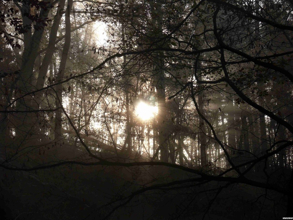 Sonnenstrahlen im Nebel